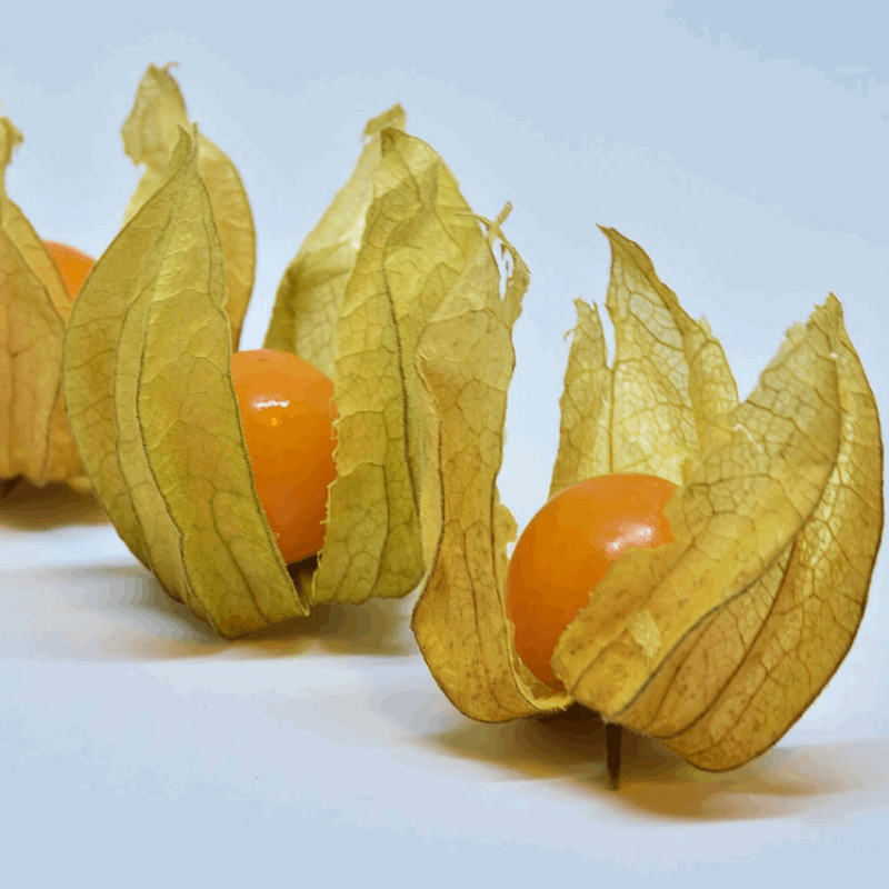 Aunt Molly's Ground Cherry organic Sow Diverse