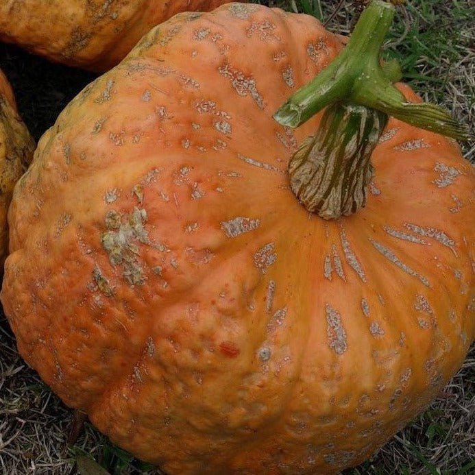 Australian Butter Squash Sow Diverse