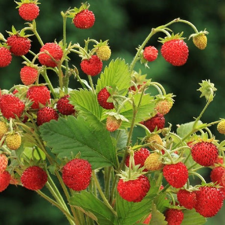 Baron Solemacher Strawberry Sow Diverse