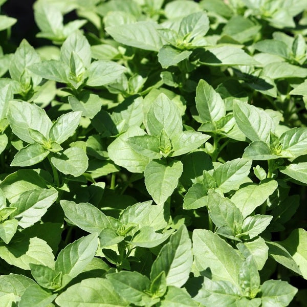 Basil from Marseille organic Sow Diverse