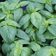 Basil Genovese Bio organic Sow Diverse