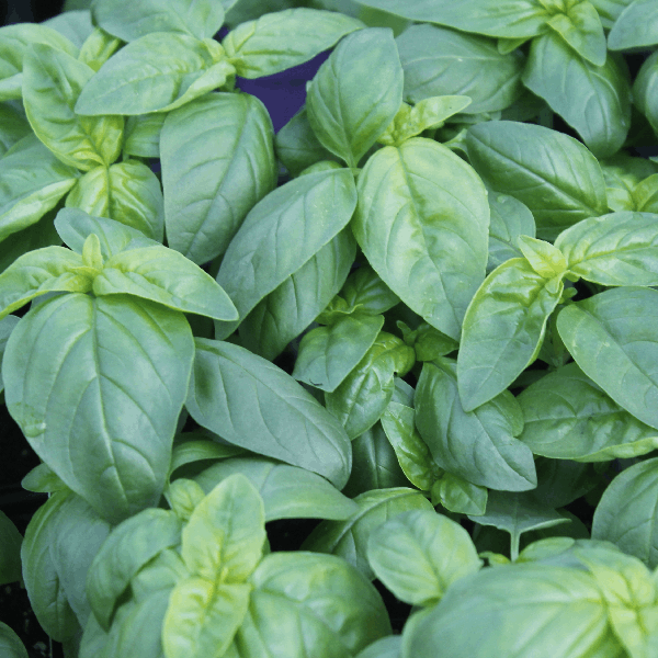 Basil Genovese Bio organic Sow Diverse