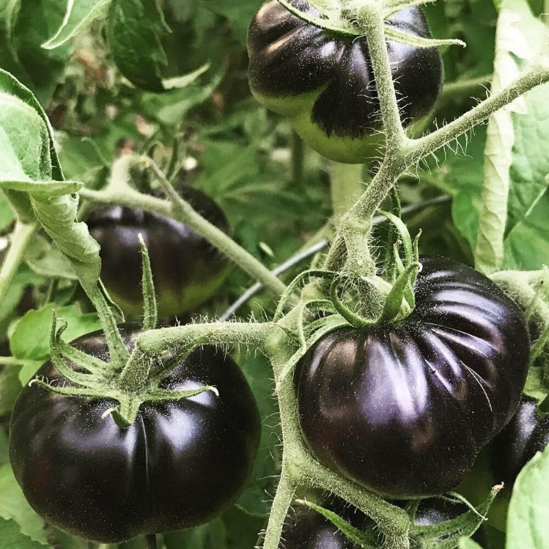 Black Beauty Tomato organic Sow Diverse