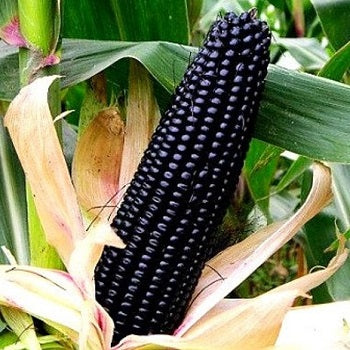 Black Mexican corn Black Aztec seeds @ Sowdiverse.ie