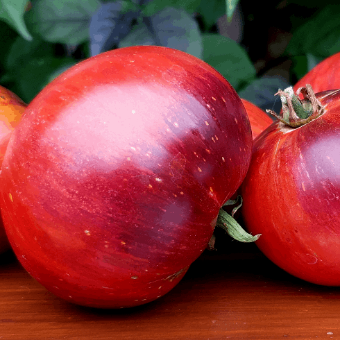 Black Shadow tomato organic Sow Diverse