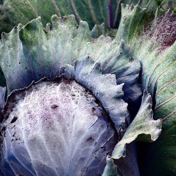 blanc de vaugirard cabbage seeds organic @ Sow Diverse