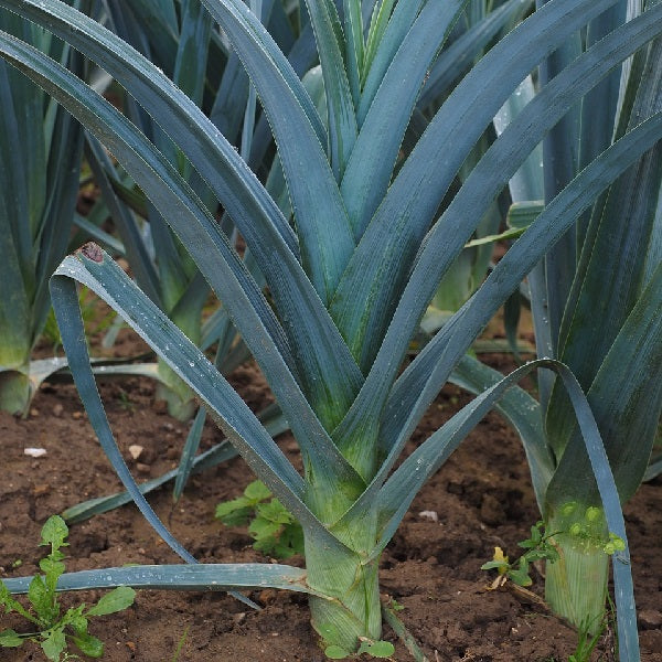 Winter giant leek seeds winter @ sow diverse