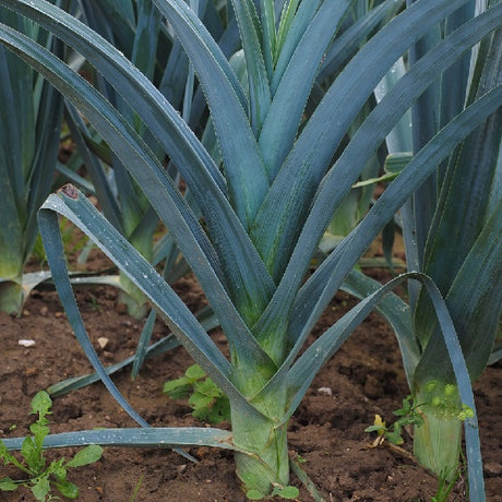 Winter giant leek seeds winter @ sow diverse