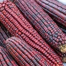 Bloody Butcher Corn organic Sow Diverse