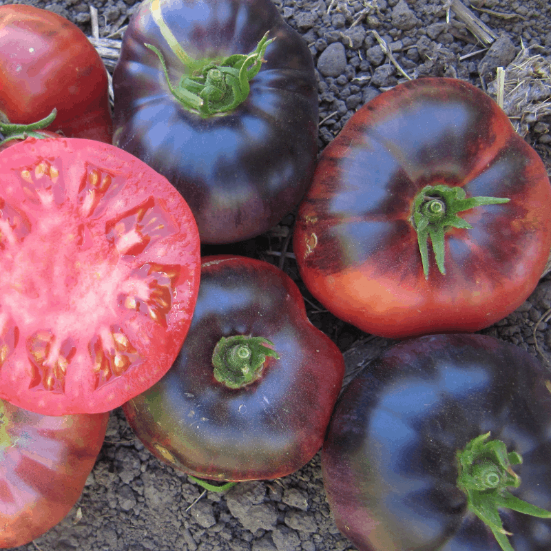 Blue Beauty Tomato organic Sow Diverse