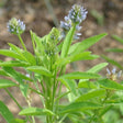 Blue Fenugreek organic Sow Diverse