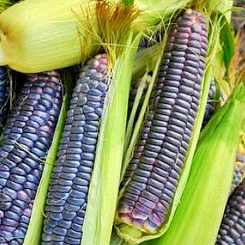 Blue Jade Corn organic Sow Diverse