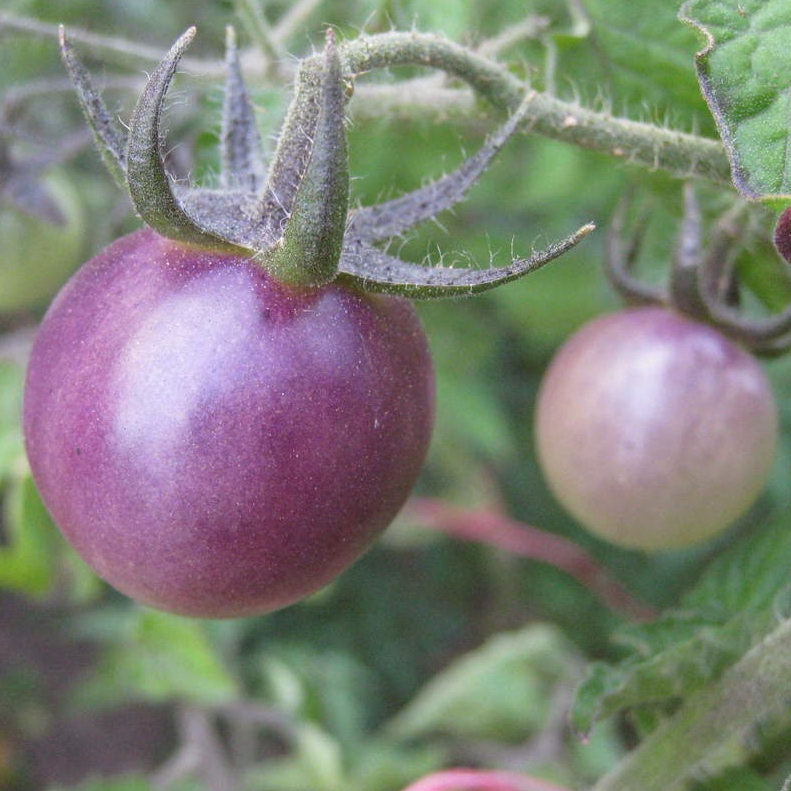 Blue Pitts tomato organic Sow Diverse