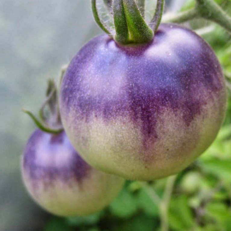 Blue Streaks tomato organic Sow Diverse