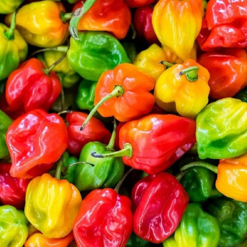 Bondamanjak Hot pepper Sow Diverse