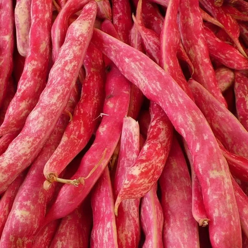 Borlotto Rosso Dry Shelling Bean Sow Diverse
