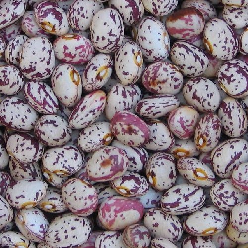 Borlotto Bean organic Sow Diverse