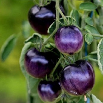 bosque blue tomato seeds organic @ sowdiverse.ie