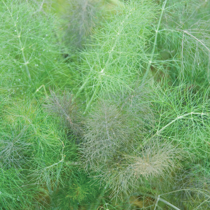Bronze and Green fennel Mix Sow Diverse