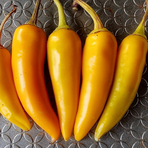 bulgarian carrot pepper seeds chilli @ sowdiverse.ie