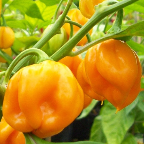 Burkina Yellow Hot Pepper Sow Diverse