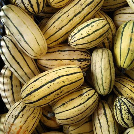 Bush Delicata organic Sow Diverse