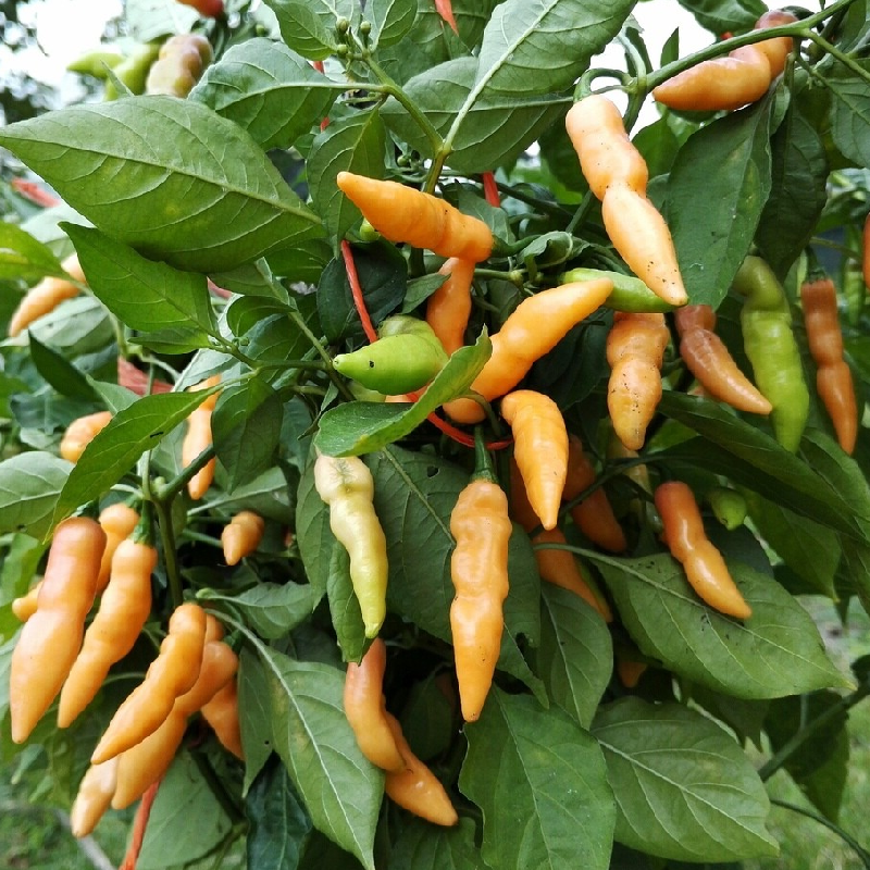 Bhut Jolokia Salmon Chilli Pepper Sow Diverse