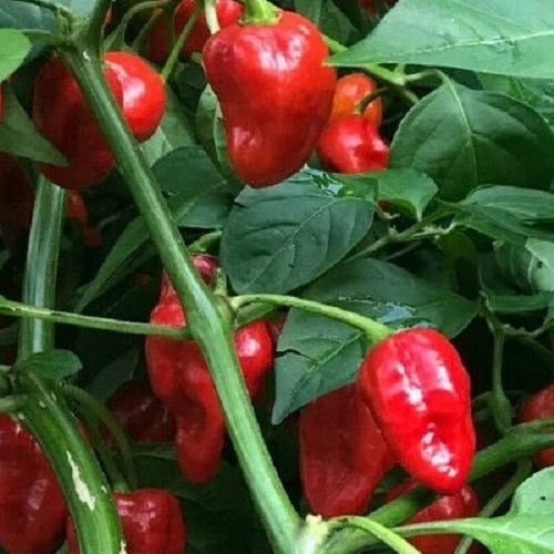 Caribbean Red Hot Pepper Sow Diverse