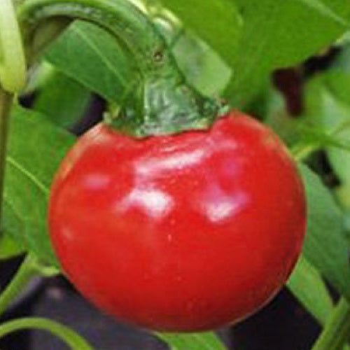 Cascabel Pepper Sow Diverse