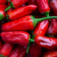 Chilli Pepper Bahian Sauce (Piri Piri) Sow Diverse