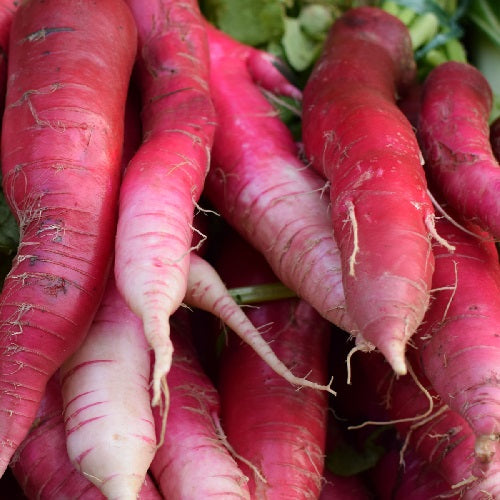 China Rose winter Radish organic Sow Diverse