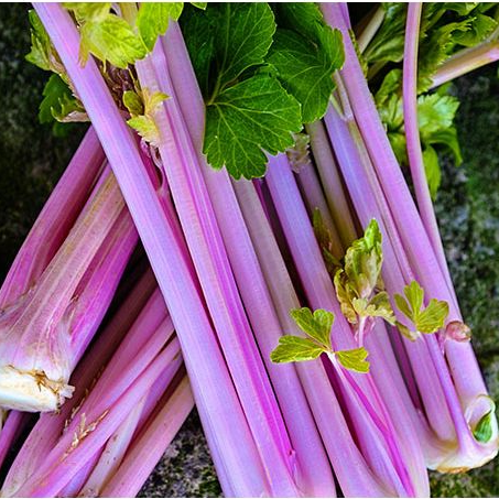 Chinese Pink celery organic Sow Diverse