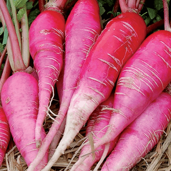 Chinese Pink radish organic Sow Diverse