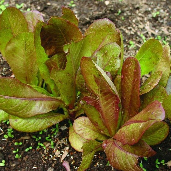 Cimmaron Lettuce Sow Diverse