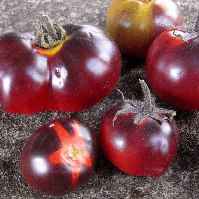 Clackamas Blueberry tomato organic Sow Diverse