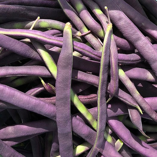 Climbing Purple Blauhilde French Bean organic Sow Diverse