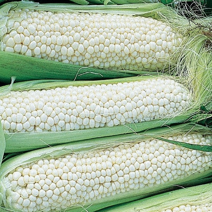 Country Gentleman Corn organic Sow Diverse