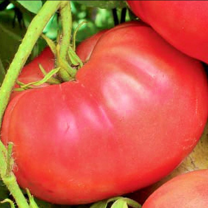 Crnkovic Yugoslavian Tomato Sow Diverse