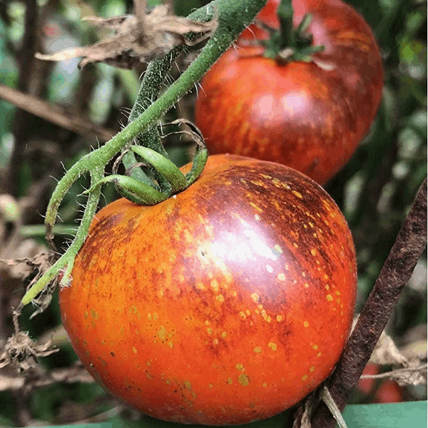 Dark Galaxy tomato organic Sow Diverse