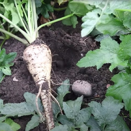 Demi Long De Guernsey Parsnip organic Sow Diverse