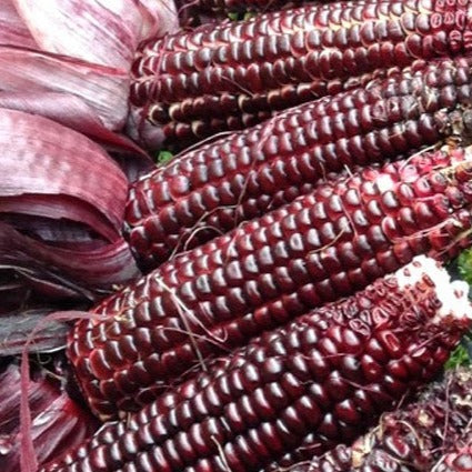 Double Red corn organic Sow Diverse