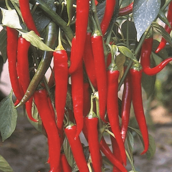 Doux des Landes pepper organic Sow Diverse