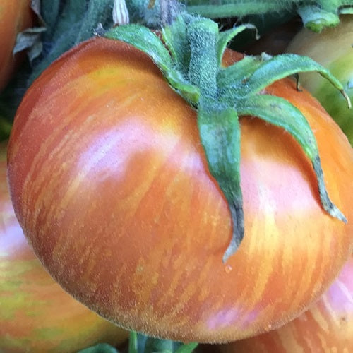 Dwarf Beauty King tomato Sow Diverse
