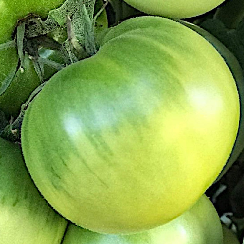Dwarf Beryl Beauty tomato Sow Diverse