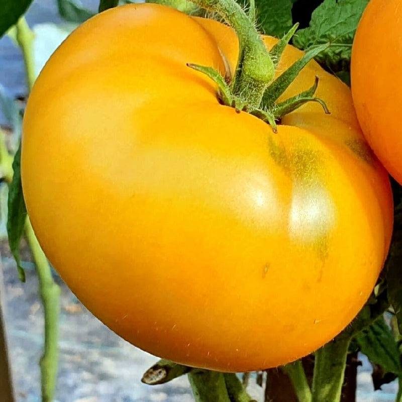 Dwarf Blazing beauty Tomato Sow Diverse