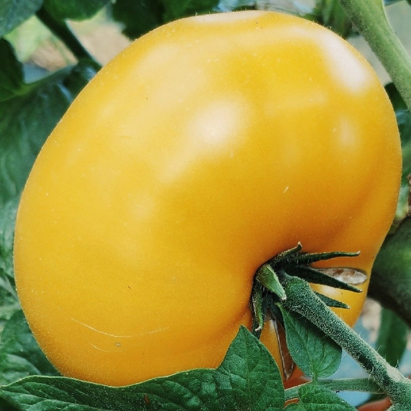 Dwarf Golden Gypsy tomato Sow Diverse