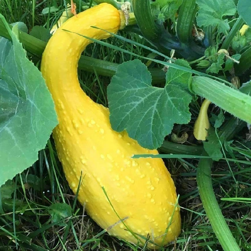 Early Summer Crookneck courgette Sow Diverse