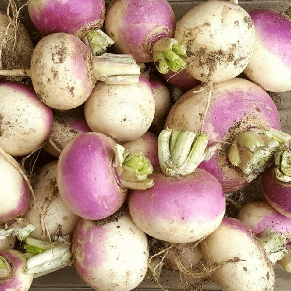 Early Auvergne Turnip Sow Diverse