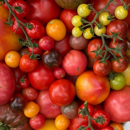 Early summer harvest tomato mix organic Sow Diverse