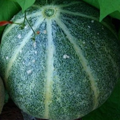 Emerald Gem Melon organic Sow Diverse